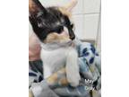 Adopt May a Calico or Dilute Calico Domestic Shorthair (short coat) cat in Erie