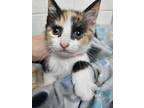 Adopt Elle a Calico or Dilute Calico Domestic Shorthair (short coat) cat in