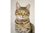 Adopt Sadie a Tan or Fawn Tabby Domestic Mediumhair / Mixed cat in Tulsa