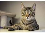 Adopt Finnegan a Brown Tabby Domestic Shorthair / Mixed (short coat) cat in