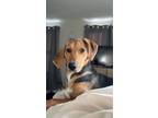 Adopt Sadie Mae a Tricolor (Tan/Brown & Black & White) Bluetick Coonhound /