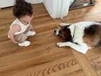 Adopt Rocco a White - with Brown or Chocolate Labrador Retriever / Beagle /