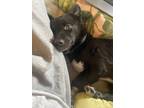 Adopt Poppy a Black - with White Chiweenie / Mixed dog in South Pasadena
