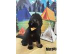 Adopt Murphy a Black - with Tan, Yellow or Fawn Bernedoodle / Shepherd (Unknown