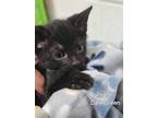 Adopt Pigeon a All Black Domestic Shorthair (short coat) cat in Erie