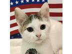 Adopt Bo a Domestic Shorthair / Mixed (short coat) cat in Columbus