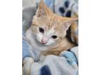 Adopt Creamsicle a Cream or Ivory Domestic Shorthair (short coat) cat in Erie