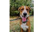 Adopt Bronco a Red/Golden/Orange/Chestnut - with White Collie / Mixed dog in