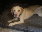 Adopt Luca a Tan/Yellow/Fawn Beagle / Mixed dog in Beech Grove, IN (41501168)