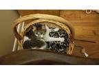 Adopt Lily Ann a Tiger Striped Domestic Mediumhair / Mixed (medium coat) cat in
