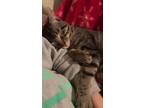 Adopt soap a Gray, Blue or Silver Tabby Tabby / Mixed (short coat) cat in San