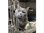 Adopt Evelyn a Domestic Shorthair / Mixed cat in Edmonton, AB (41488277)