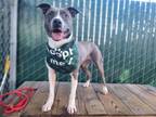 Adopt SNOW a Pit Bull Terrier