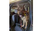 Adopt Leo a Brindle German Shepherd Dog / Mixed dog in Swanton, OH (41501021)