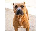 Adopt HORCHATA a Pit Bull Terrier