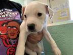 Adopt A686681 a Pit Bull Terrier, Mixed Breed