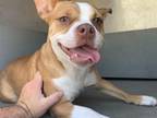 Adopt PUTTY a Boston Terrier, Mixed Breed