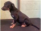 Adopt NOVA a Labrador Retriever, Doberman Pinscher