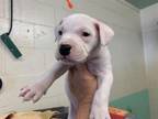 Adopt THE GENERAL a Pit Bull Terrier, Mixed Breed