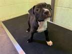 Adopt A686683 a Pit Bull Terrier, Mixed Breed