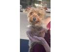 Adopt MELI a Yorkshire Terrier