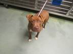Adopt Veronica a American Staffordshire Terrier / Mixed dog in Raleigh