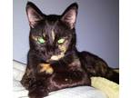 Adopt Mocha a Tortoiseshell American Shorthair / Mixed (short coat) cat in