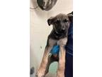 Adopt A689145 a German Shepherd Dog