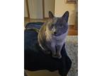 Adopt Simon a Gray or Blue Siamese / Mixed (medium coat) cat in Glenburn
