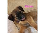 Adopt Kiara a Brown/Chocolate - with Black Shepherd (Unknown Type) / Mixed dog