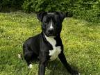 Adopt robert a Black - with White Labrador Retriever / Staffordshire Bull