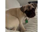 Adopt Belle a Tan/Yellow/Fawn Pug / Mixed dog in Minneapolis, MN (41500960)
