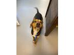 Adopt pistachio a Black - with Tan, Yellow or Fawn Hound (Unknown Type) / Mixed