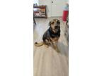 Adopt Rommel a Black - with Tan, Yellow or Fawn German Shepherd Dog / Rottweiler