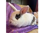 Adopt Sushi a White English Spot / Mixed (short coat) rabbit in Livermore