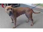 Adopt WEDNESDAY a Pit Bull Terrier, Mixed Breed