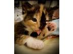 Adopt Cinnamon a Calico or Dilute Calico Calico / Mixed (short coat) cat in