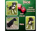 Adopt Dice a White Labrador Retriever / Mixed dog in Caldwell, TX (41501007)
