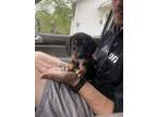 Adopt Toby a Black Beagle / Mixed dog in MEXICO, MO (41501003)