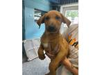 Adopt Eddie a Black Mouth Cur / Mixed Breed (Medium) / Mixed dog in Tool