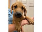 Adopt Eli a Black Mouth Cur / Mixed Breed (Medium) / Mixed dog in Tool