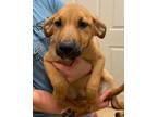 Adopt Emmie a Black Mouth Cur / Mixed Breed (Medium) / Mixed dog in Tool