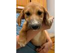 Adopt Ellie a Black Mouth Cur / Mixed Breed (Medium) / Mixed dog in Tool