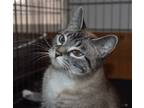 Adopt Ocean a Gray, Blue or Silver Tabby Siamese (short coat) cat in Smithers