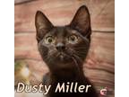 Adopt Dusty Miller a Domestic Shorthair / Mixed (short coat) cat in