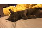 Adopt Monsoon a Gray or Blue Domestic Shorthair / Mixed (short coat) cat in