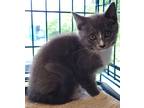 Adopt Truffles a Domestic Shorthair / Mixed (short coat) cat in Darlington