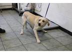 Adopt Agatha a White Labrador Retriever dog in Weatherford, TX (41500895)