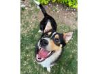 Adopt Brooks a Collie / Mixed dog in Penticton, BC (41487925)
