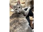 Adopt Amelie a Gray or Blue (Mostly) American Shorthair / Mixed (short coat) cat